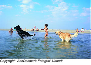Hunde am Strand, JÃ¼tland, DÃ¤nemark