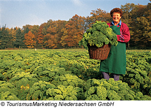 Grünkohlernte im Ammerland, Niedersachsen