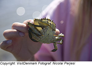 Kind mit Krabbe in OstjÃ¼tland