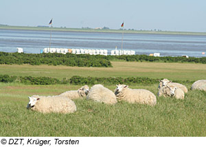 Landschaft bei Husum, Schleswig-Holstein