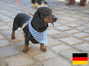 Ferienhaus mit Hund auf Usedom