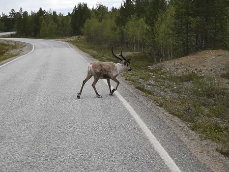 Rentier in Lappland, Norden von Finnland