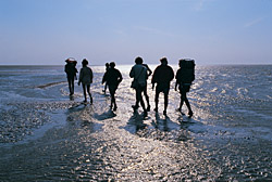 LÃ¤ufer im Wattenmeer, Niederlande