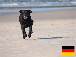 Ferienhaus mit Hund an der Nordsee