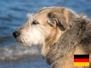 Ferienhaus mit Hund auf Rügen