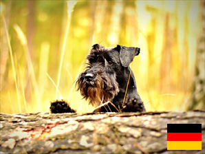 Ferienhaus mit Hund in Mecklenburg-Vorpommern