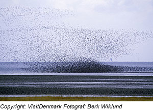 Vogelschwarm in DÃ¤nemark