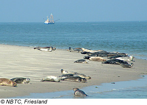 Seehunde in Friesland