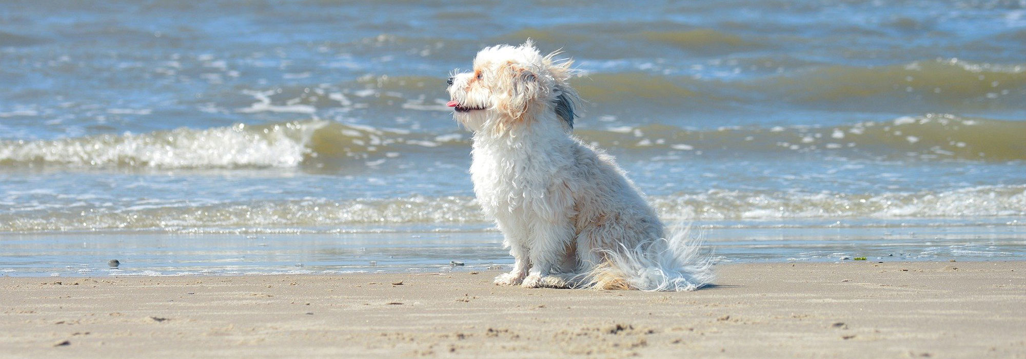 Ferienhaus mit Hund