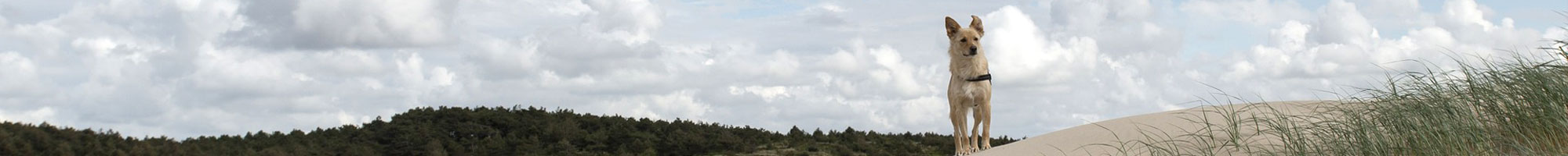 Sylt Ferienhaus mit Hund