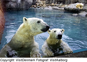 EisbÃ¤ren im Aalborg Zoo, NordjÃ¼tland