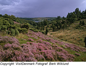 BlÃ¼hende Heide, JÃ¼tland