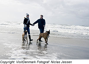 Strandspaziergang mit Hund, NordjÃ¼tland