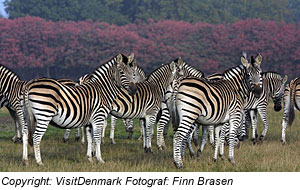 Safaripark Knuthenborg bei Maribo, Lolland