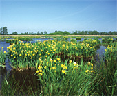 Ferienwohnungen in Friesland