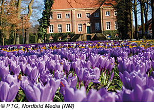 Emsland, Gut Altenkamp KrokusblÃ¼te