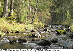 Flussbett im Harz