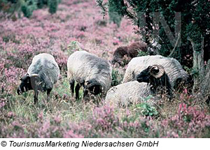 Heidschnucken in der LÃ¼neburger Heide, Niedersachsen