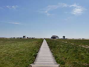 Salzwiesen bei St. Peter Ording, Schleswig Holstein