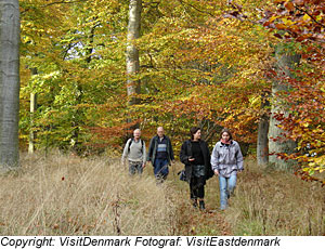 Waldlandschaft in OstjÃ¼tland