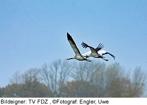 Kraniche an der Ostsee