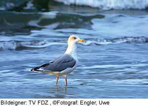 MÃ¶we an der Ostsee