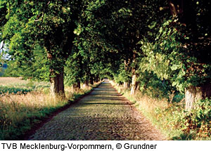 SchÃ¶ne Allee auf der Insel RÃ¼gen