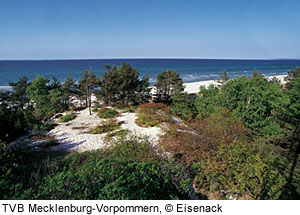 DÃ¼nenwald auf RÃ¼gen, Ostsee