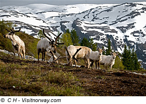 Landschaft Stryn & Nordfjord