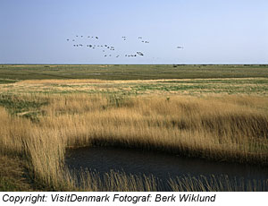 Wattenmeer in SÃ¼djÃ¼tland, MandÃ¶